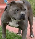 Pit Bull Dangerous Dog